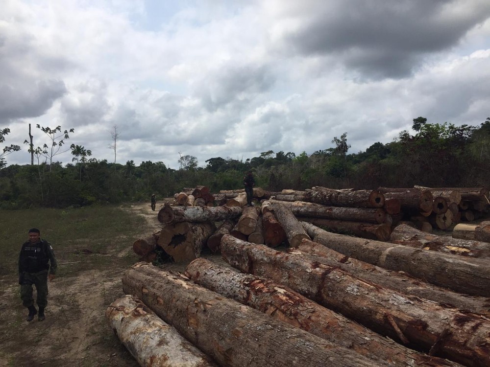 Operação apreende cerca de três mil metros cúbicos de madeira no interior do Pará
